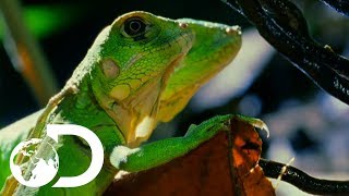 Baby Iguanas And Turtles Hatch From The Safety Of Their Nests  Wildest Islands Caribbean [upl. by Schafer550]