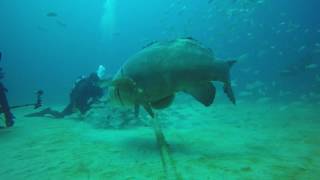 Grouper Bites Head Off Diver [upl. by Ayanet]