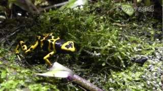 Leucomelas Poison Dart Frogs eating in SLOW MOTION in HD [upl. by Sager]