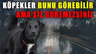 Köpeklerin Görüp Hissettiği Ama Sizin Görüp Hissedemediğiniz Şeyler [upl. by Pepe]