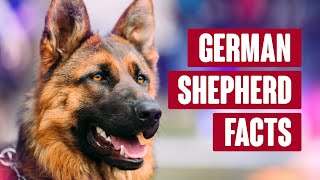 German Shepherd Everything You Need to Know [upl. by Budworth]