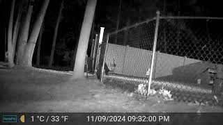 Trail Camera September  November 2024 [upl. by Colvert]