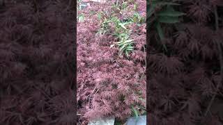 How To Care For Japanese Maple Trees [upl. by Bendicta929]