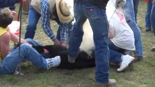 Cattle Branding in Montana [upl. by Anirbus]