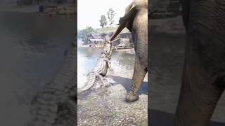 Crocodile attack to hunting elephant trunk elephant elephantlife crocodiles crocodilehunter [upl. by Enaenaj]