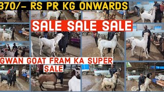 SALE SALE SALE  AGWAN GOAT FARM KA SUPER SALE  BHIWANDI PADGA msqvlogs5186 [upl. by Orelu]