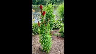 Not Deadheading Your Cardinal Flower in the Late Summer [upl. by Shanahan731]