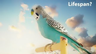 What is the average lifespan of a Budgie [upl. by Ahsot]