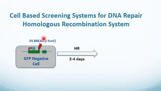 A System to Analyze DNA Repair Specific to HR in Live Cells [upl. by Weatherley]