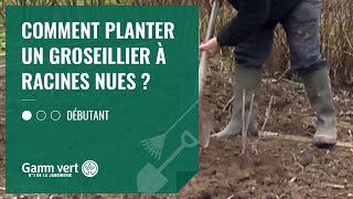 TUTO Comment planter un groseillier à racines nues   Jardinerie Gamm vert [upl. by Trembly]