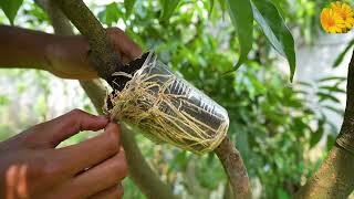 A great way to propagate your lychee tree by air layering [upl. by Fadiman]