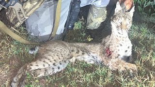 Good size bobcat down  Thermal Hunters of Texas [upl. by Ssew]