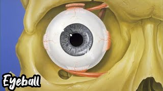 Eyeball Anatomy Bangla  Anatomy of Eye  Lecture on Eyeball [upl. by Norwood]