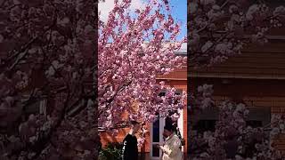 Аллея Сакур Полтава🌸Alley Sakura in Poltava💓 shots shotsyoutube [upl. by Tace]