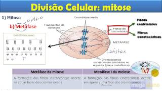 Mitose  aula completa [upl. by Toft]