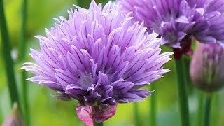 Chives How to collect seeds from chives flowers [upl. by Perron748]