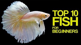 Top 10 Aquarium Fish for Beginners [upl. by Jessamine310]