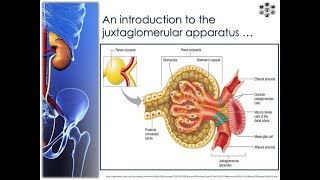 Components of the Juxtaglomerular Apparatus [upl. by Abebi]