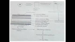 Recombinant DNA TechnologyModule 4 Blotting Techniques [upl. by Eiddet]