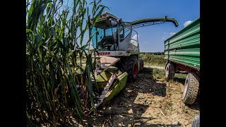 CLAAS JAGUAR 690SL amp CLAAS KEMPER  Silage 2018  GoPro [upl. by Adolphe]