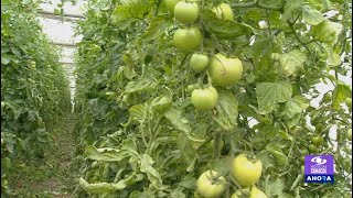 Cultivo de tomate en invernadero ¿Cuáles son sus beneficios  La Finca de Hoy [upl. by Korff]