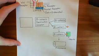 The Wnt  BetaCatenin Pathway and Familial Adenomatous Polyposis Part 2 [upl. by Ahtelrac975]