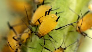 Aphids Life Cycle [upl. by Mackler]