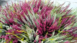 BBSN The Eyecatching Beauty Of Calluna Vulgaris [upl. by Narmis]