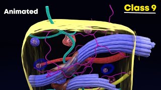 Connective tissues ⚡3d animation  Class 9 Biology [upl. by Einneb466]