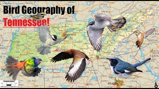 Geography of BIRDS in Tennessee  UNIQUE Ranges of 50 Species [upl. by Eng375]