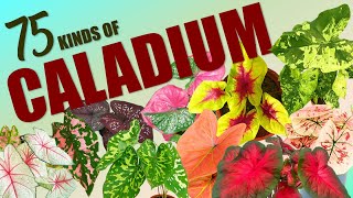 75 CALADIUM SPECIES HERB STORIES [upl. by Cosimo509]