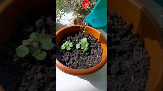 Growing Crossandra  Aboli From Seeds 🌱 shorts garden youtubeshorts shortfeed [upl. by Vacuva]