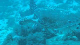 Hawksbill Sea Turtle at Amaryllis Shipwreck [upl. by Ellenoj]