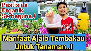 Cara membuat pestisida Dari Tembakau Pestisida Organik Paling ampuh Pestisida organik Paling Kuat [upl. by Henka]