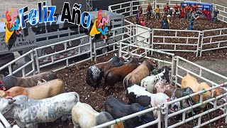 Mini Jaripeo🔥Serrojaso de año🔥Rancho Nuevo🐂 [upl. by Vance]