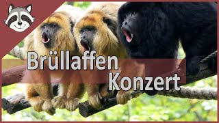 Brüllaffen in Apenheul geben ein Konzert [upl. by Kathye]