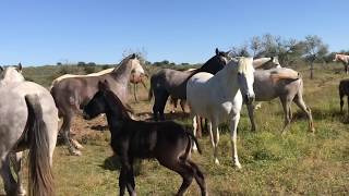 Caballos y yeguas en libertad con sus crías potros Extensivo piara manada en la pradera [upl. by Aivul]