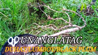 UNANG LATAGBONSAI BLACK PLUMLUMBOYDUHAT Bonsai and Scorpions [upl. by Veejar]