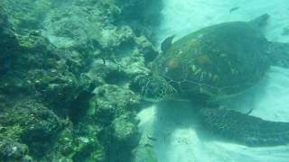 Amérique du Sud Equateur Iles Galapagos plongée HD [upl. by Adnamal]