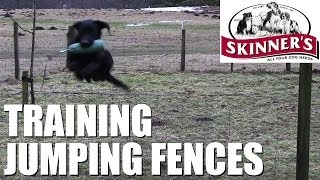 Gundog training tips  Jumping fences [upl. by Atinahs]