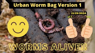 Urban Worm Bag  ANC Worms Alive 11192024 [upl. by Ahseenak]