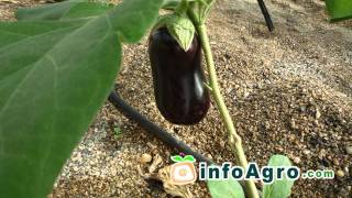 Eggplant growing Aubergine 22 [upl. by Eissim]