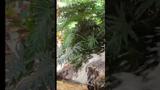 relaxing naturerelaxing nature water and bird soundsshortsvideo relaxingnature birdsounds [upl. by Yvonner]