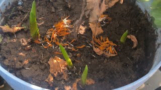 gladiolus flower plants bulb growing [upl. by Rolan950]