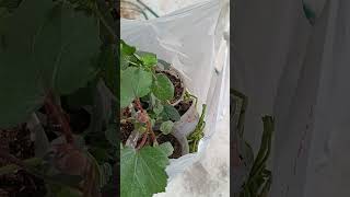 Transplanting bought Okra seedlings  final destination [upl. by Elmore253]