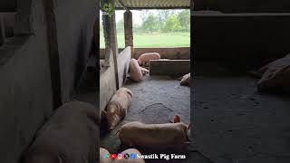 Big Healthy and Best quality Pigs How to raise pigs to grow fast All India delivery available [upl. by Goraud]