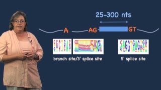 Core splicing machinery and sequences  Melissa Moore U MassHHMI [upl. by Leeland]