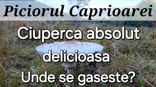 Piciorul Caprioarei  Una dintre cele mai delicioase ciuperci  unde se gaseste [upl. by Nodlew959]