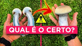 COMO IDENTIFICAR OS COGUMELOS MÁGICOS  QUAL O COGUMELO CERTO PT3 [upl. by Fotzsyzrk]