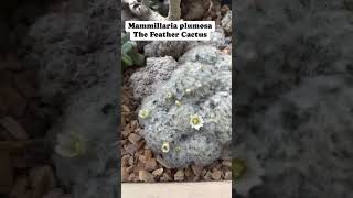 The Feather Cactus  Mammillaria plumosa flowers succulents cactus cactuslover fypシ゚viral [upl. by Annayad644]